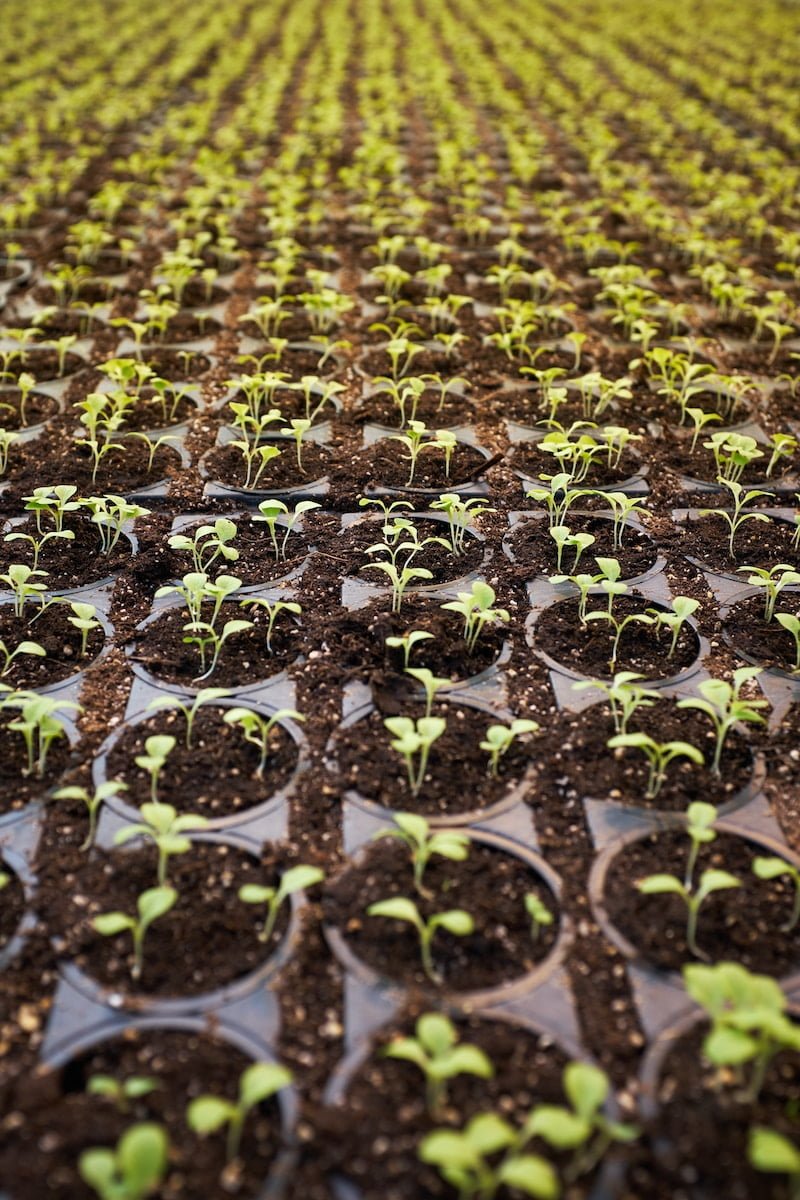 Sowing the seeds of development with SHRM, training, coaching , mentoring, leadership development